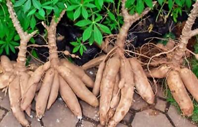 #ad 5x Yuca cuttings Sweet Cassava Manihot esculenta 6 inch cuttings Ships Free