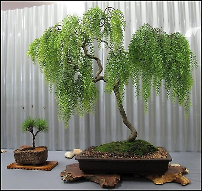 #ad Live Dwarf Australian Weeping Willow Bonsai Tree Fast Growing Indoor Outdoor