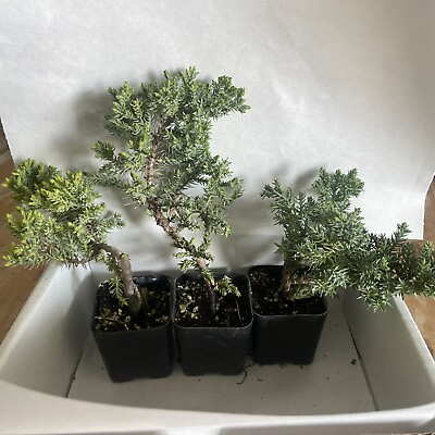 #ad Juniper Bonsai Trees For Sale Live Plant Pack of 3 Bonsai Shape Guaranteed