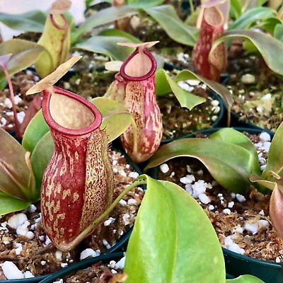 #ad Carnivorous Tropical Plants Live Starter Plants in 2 Inch Pots