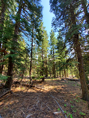 #ad California Land For Sale 1.09 Acres With Tall Trees amp; Level Modoc County