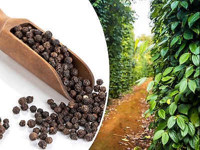 #ad 20 Black Peppercorn Piper nigrum Vine Seeds Medicinal USA Seller FREE SHIP