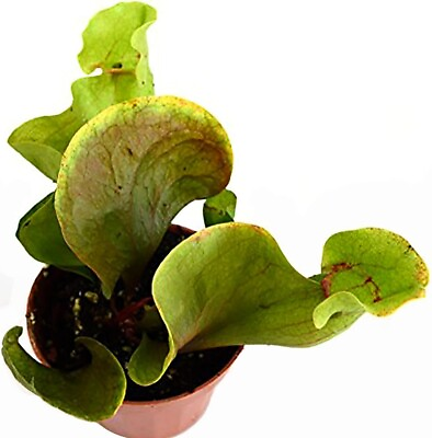 #ad Carnivorous Sarracenia Pitcher Live Plant Rare Green 3quot; Pot