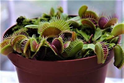 #ad 25 Venus Flytrap Seeds Exotic Carnivorous Flower Plant
