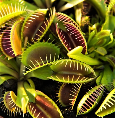 #ad 25 Venus Flytrap Seeds Exotic Carnivorous Flower Plant