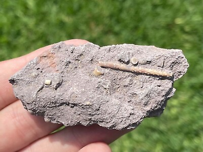 #ad Texas Fossil Echinoid Spine in Matrix Pennsylvanian Trilobite Age