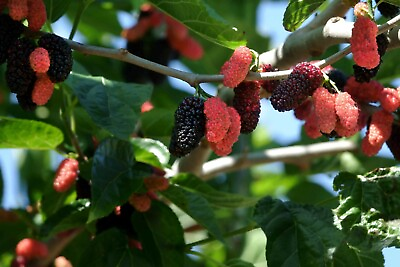 #ad Illinois Everbearing Mulberry get fruit right away Live Plant Free shipping