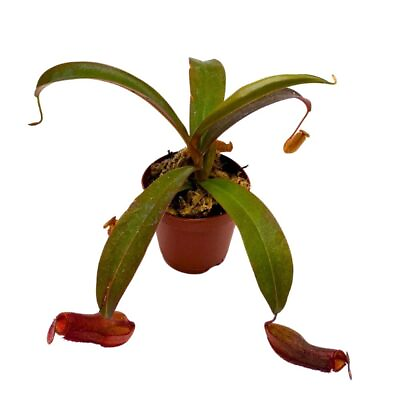 #ad Nepenthes Rebecca Soper 2 inch Red Tropical Pitcher Carnivorous Plant