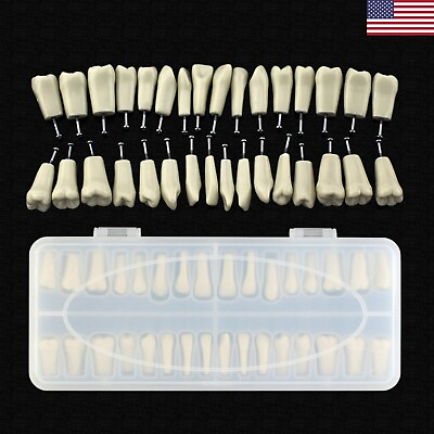 #ad Dental Typodont Teeth Set of 32 with Screws Fit Columbia 860 Dentoform