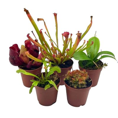 #ad Carnivorous Plant Assortment Set All Different Plant Species 5 Live Potted Pla
