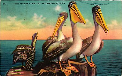 #ad Vintage Postcard The Pelican Family St. Petersburg FL. Early 1900s