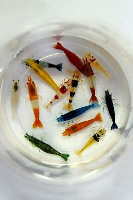 #ad Adult Neocaridina Candy Skittle Live Shrimp Mixed Colors Aquarium