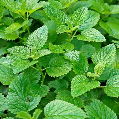 #ad #ad Lemon Mint Seeds Heirloom Non GMO Free Shipping Herb Seeds 1131