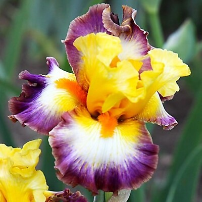 #ad 3 Bearded Iris Rhizomes quot; Rainbow High quot; Tall Live Bulb