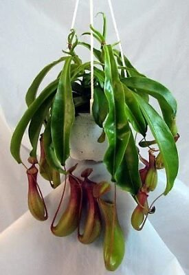 #ad #ad Tropical Pitcher Plant Nepenthes Live Carnivorous Exotic In 6quot; Hanging Basket
