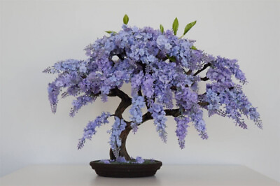 #ad BONSAI JACARANDA MIMOSIFOLIA BLUE FLAMBOYAN rare flowering tree seed 10 seeds
