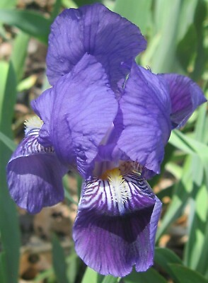 #ad 1 Bearded Iris quot;Poshy Purplequot; White Yellow Root Rhizome Bulb Live Plant Flower