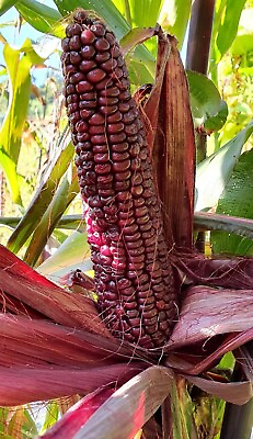 #ad Double Red Sweet Corn 20 Seeds Purple Husk Stalk