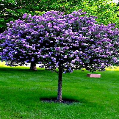 #ad 20 Common Lilac Purple Flower Tree Seeds Fragrant Hardy Perennial Garden Plant