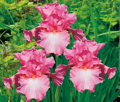 #ad Iris Bearded Cherub#x27;s Smile Bulbs Perennial Returns every year