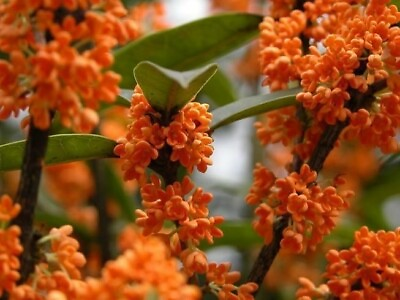 #ad #ad Orange Flowering Fragrant Tea Olive osmanthus Live Plant 1 QT