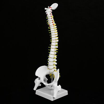#ad Spine Model Spine Model With Stand 45cm Removable Flexible Human Spine Model For