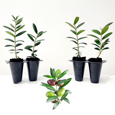 #ad Olive Tree quot;Arbequinaquot;. Set of 4 starter plants