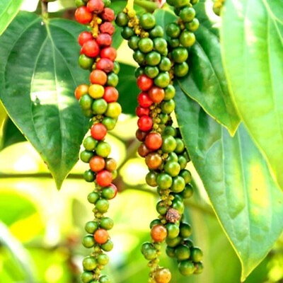 #ad #ad 200 Black Pepper Peppercorn Piper Nigrum Heirloom Planting Seeds From Ceylon