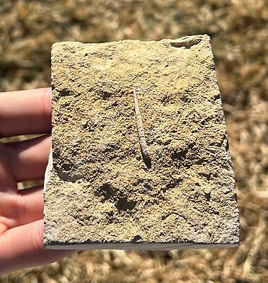 #ad NICE Fossil Echinoid Spine in Matrix Alabama Bangor Limestone Formation