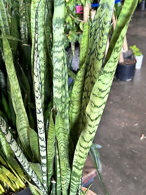 #ad Snake Plant Mother In Law#x27;s Tongue Sansevieria Zeylanica Silver