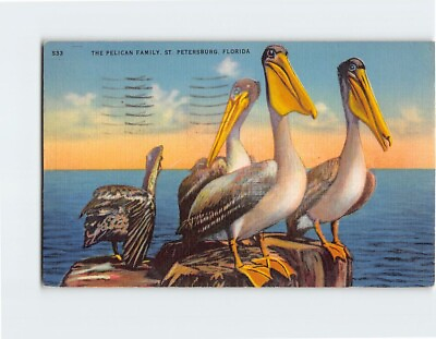 #ad Postcard The Pelicans Family St. Petersburg Florida USA