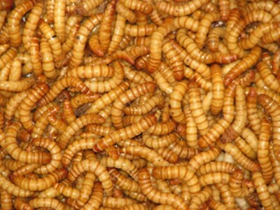 #ad Live Giant Mealworms Free Shipping Live Arrival Guarantee