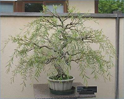 #ad Bonsai Tree Dragon Willow Thick Trunk Cutting Indoor Outdoor Live Bonsai Tre