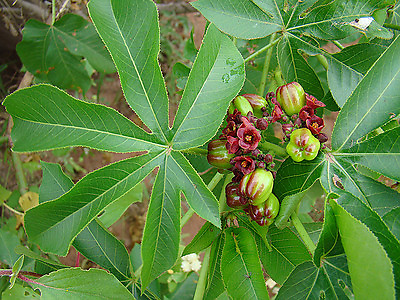 #ad JATROPHA EXCISA pubescens rare flower carnivorous plant succulents seed 30 SEEDS