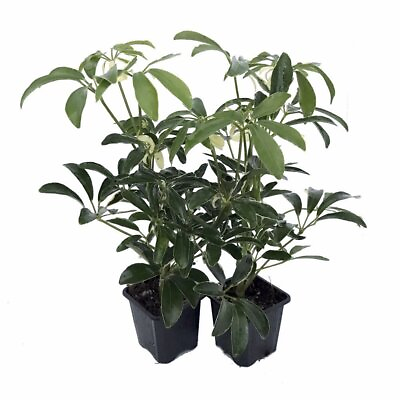 #ad Creme amp; Green Hawaiian Schefflera 2 Plants Great Indoors 3quot; Pot