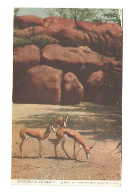 #ad Springbuck Antelope St. Louis Zoological Missouri Vintage Postcard LO1