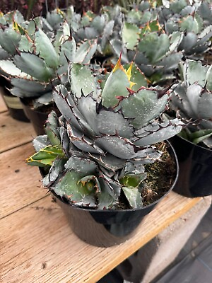 #ad #ad Agave Titanota black and blue 8quot;