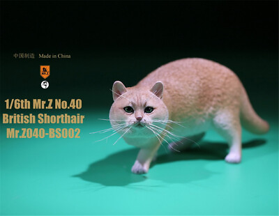 #ad Mr.Z 1:6 Scale British Shorthair Cat Model Pet Animal Collection Decor Toys Gfit