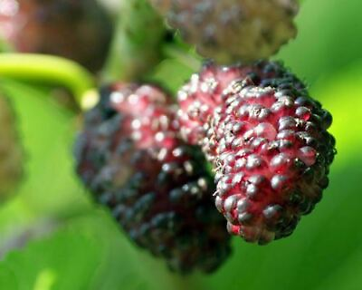 #ad Mulberry Tree #x27;Dwarf Everbearing#x27; Morus nigra live plant edible fruit