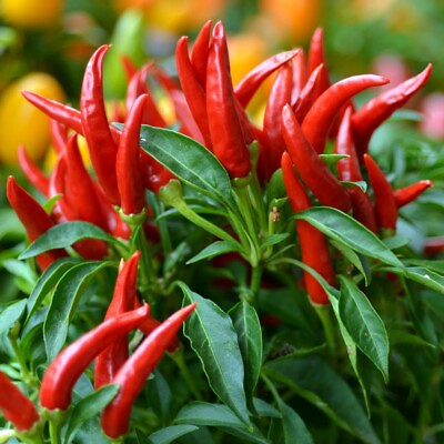 #ad #ad 20x Thai Chili Super Hot Non GMO Organic Hot Pepper Seeds FREE SHIP