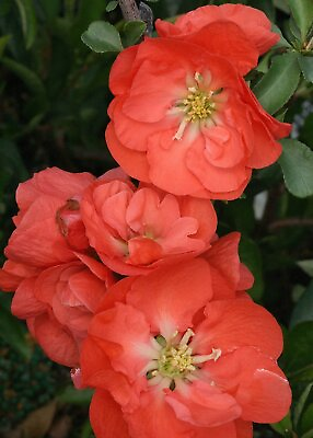 #ad DOUBLE TAKE® Orange PPAF Flowering Quince 4quot; Pot Proven Winners