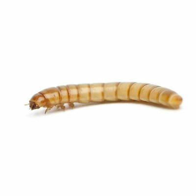 #ad Live Mealworms Tenebrio Molitor free shipping and live delivery guarantee
