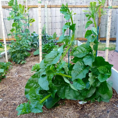 #ad Organic Green Malabar Spinach Seeds Alugbati Mồng Tơi US Seller