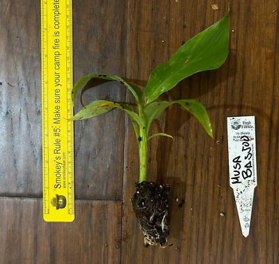 #ad Hardy Banana Musa basjoo 1 TC Plant Plug Tree 3 6 inches Edible