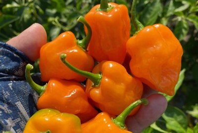 #ad #ad 20x Habanero Super Hot Non GMO Organic Hot Pepper Seeds FREE SHIP