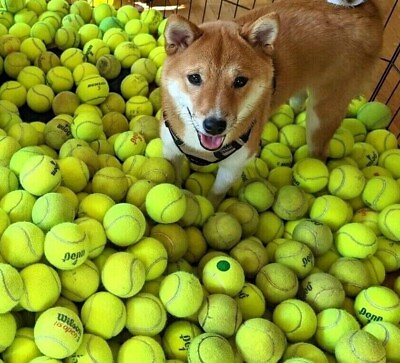 #ad #ad 100 LOW COST DOGGIE BALLS USED TENNIS BALLS FREE SHIPPING SAVE 10%
