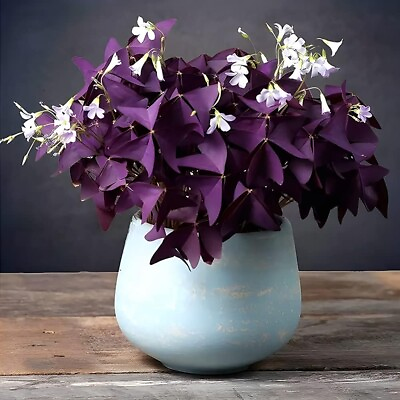 #ad 20Pcs Oxalis Bulbs Purple Shamrock Bulbs Lucky Flowers Bulbs for Planting Purple