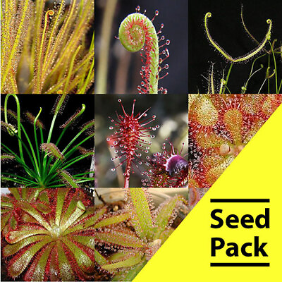 #ad 15 Mixed Drosera Carnivorous Plant Seeds Sundew Bug Eating Fresh Seeds CP 2
