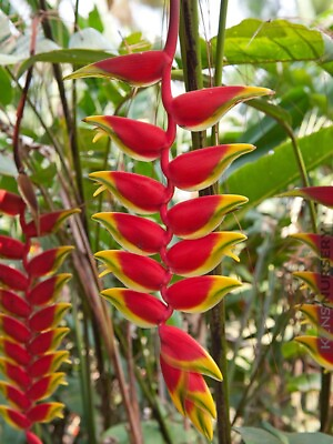 #ad #ad HELICONIA ROSTRATA HANGING LOBSTER CLAW LIVE RHIZOME EXOTIC TROPICAL PLANT
