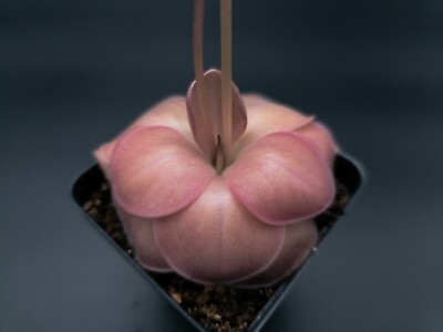 #ad Pinguicula moranensis quot;Jquot; Carnivorous Plant Great Beginner Plant